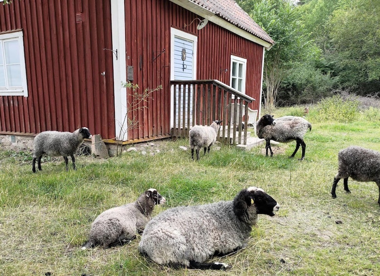 A red barn with a white door and a small porch. There are several sheep grazing and resting in the foreground. 1