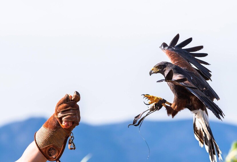 A person holding a bird of prey with a fish in its talons. 5