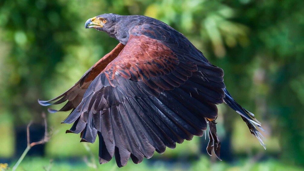 A bird in flight with outstretched wings, a dark body, and a reddish-brown head. 4