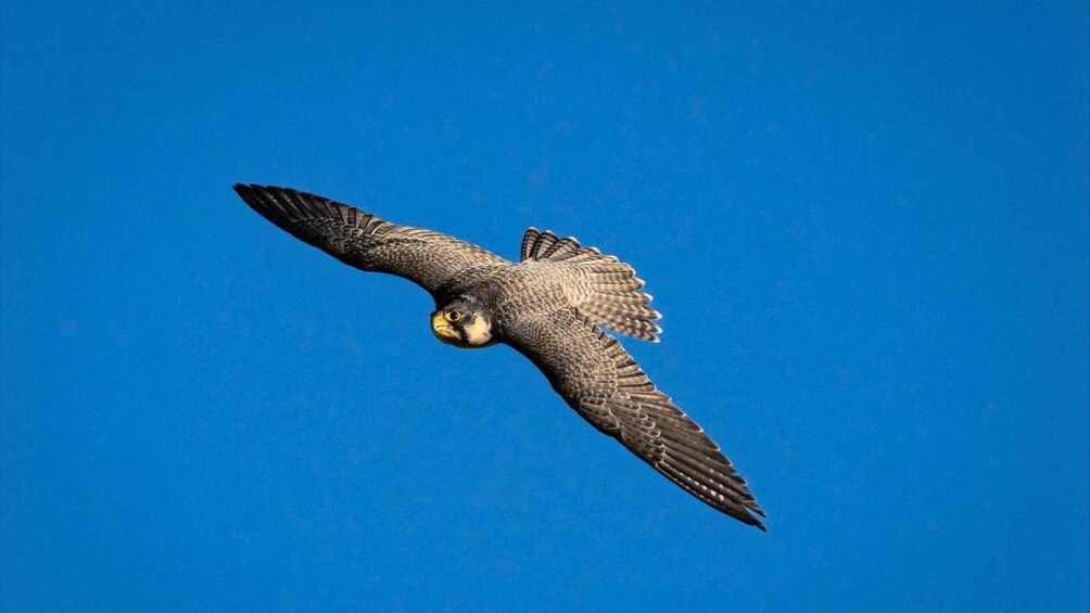 A bird of prey in flight against a clear blue sky. 3