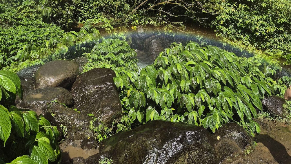 A natural landscape with a small waterfall surrounded by lush green foliage and large rocks. 4