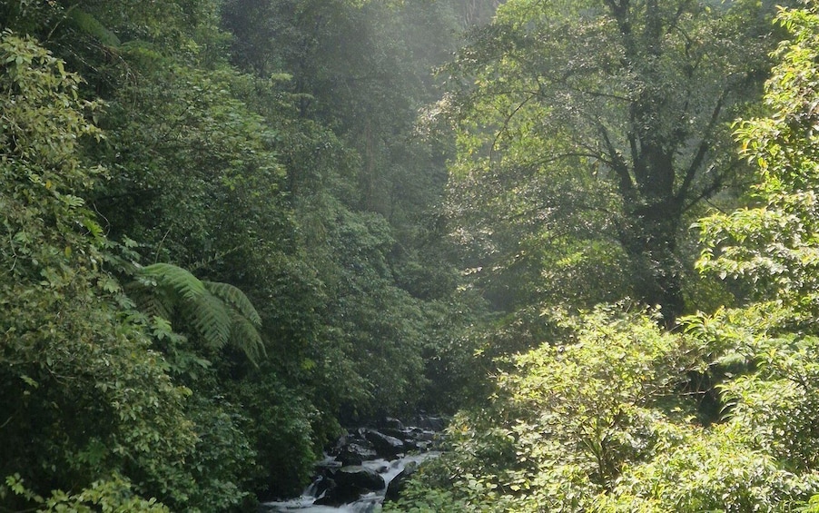 A dense forest with a waterfall. 2