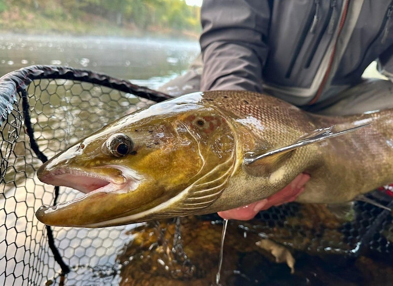 A person holding a fish in a net. 5