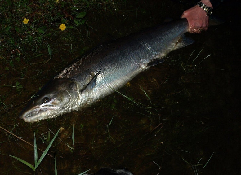A large fish being held by a person. 2