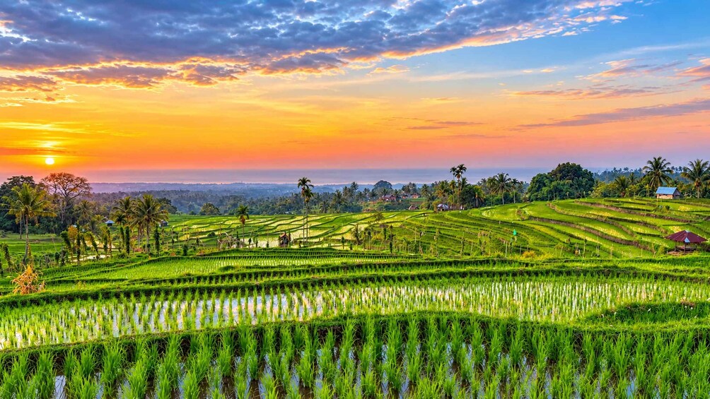 Terraced rice fields, palm trees, and a sunset. 1