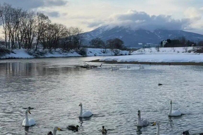 A lake with swans, a snowy landscape, and a mountain in the background. 3