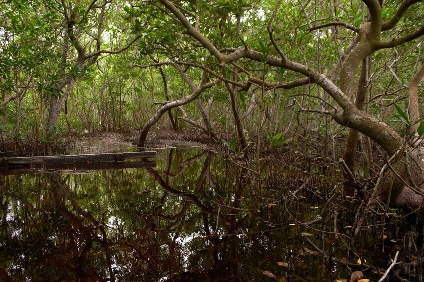 A swampy area with dense trees and a wooden dock extending into the water. 3