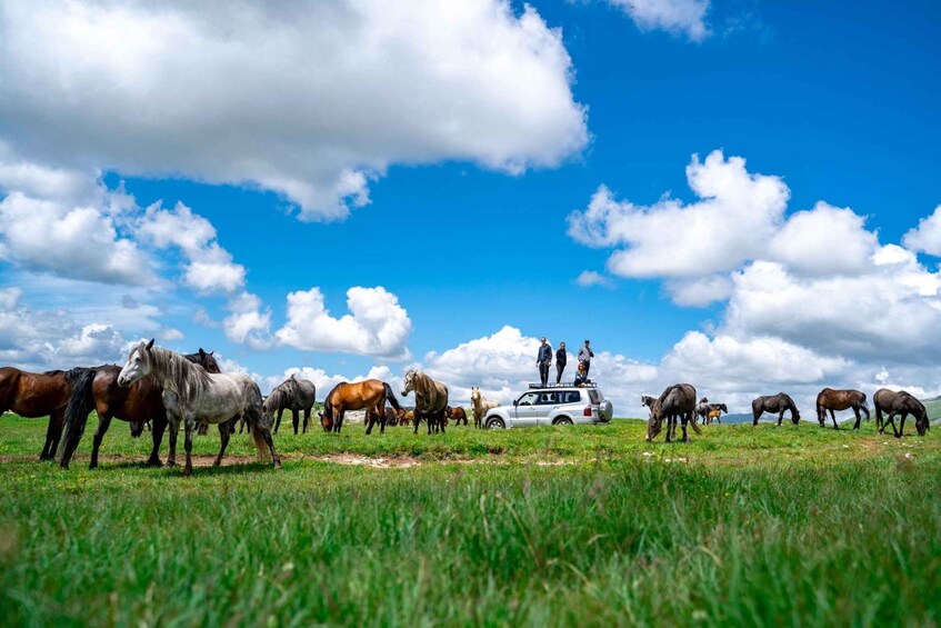 A group of horses grazing in a field with a car and people standing on top of it. 3