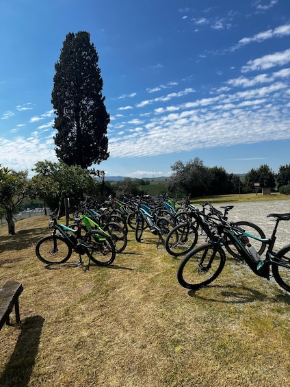 A row of bicycles parked on grass with a clear blue sky and a tall tree in the background. 2
