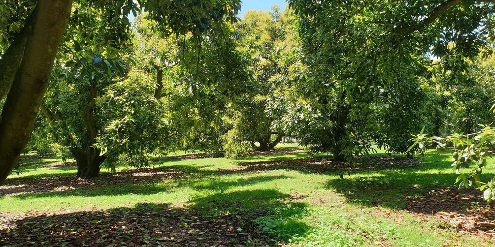 A park with trees and a grassy path. 3