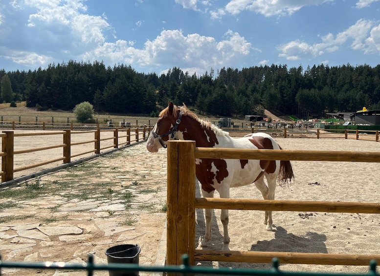 A horse in a fenced enclosure with a sandy ground and a forest in the background. 4
