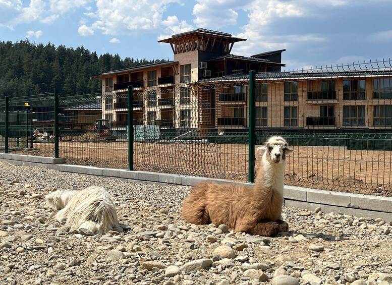 A llama in a fenced enclosure with a building in the background. 2