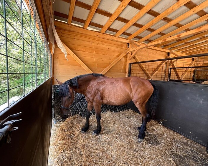 A horse in a stable with wooden beams and a window. 3