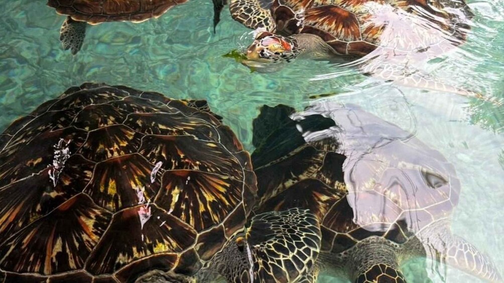 A group of sea turtles swimming in clear water. 5