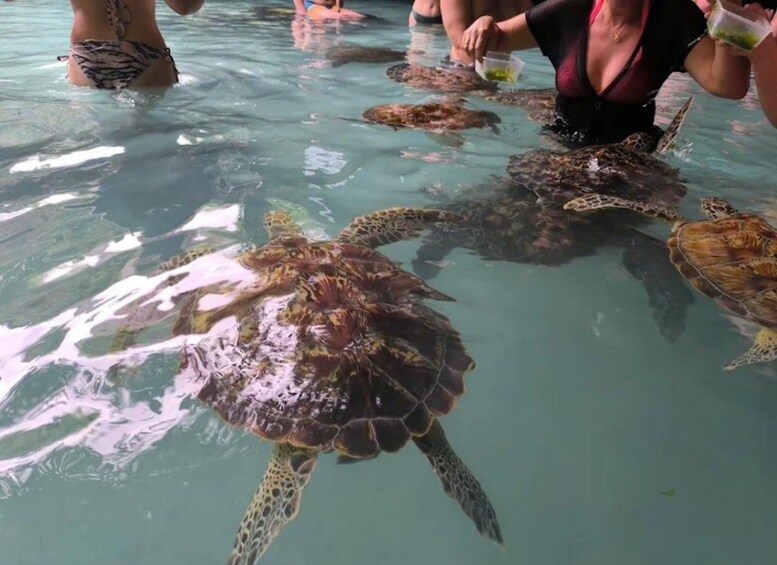 A group of sea turtles swimming in shallow water, with people feeding them. 4