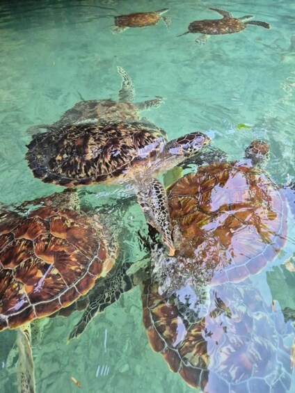 A group of sea turtles swimming in clear water. 3
