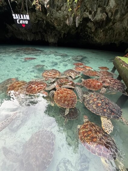 A group of sea turtles swimming in clear water near a cave entrance. 1