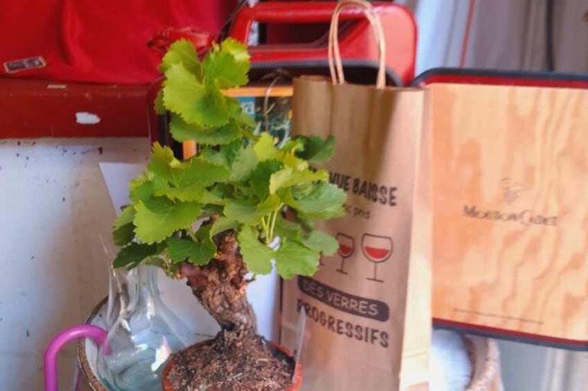 A potted plant with green leaves, a pink hose, and a wooden bag with text. 3