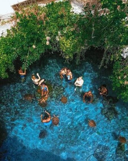 A group of people swimming with sea turtles in a clear blue pool surrounded by lush greenery. 3