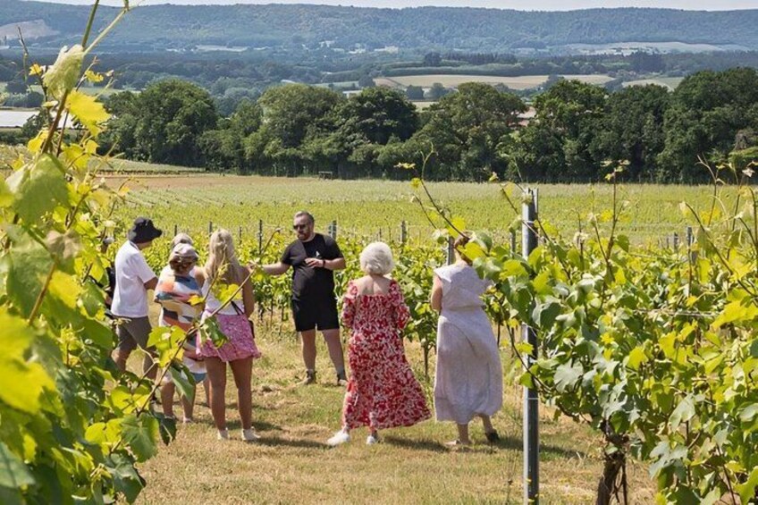 A group of people in a vineyard with rows of grapevines and a hilly landscape in the background. 3