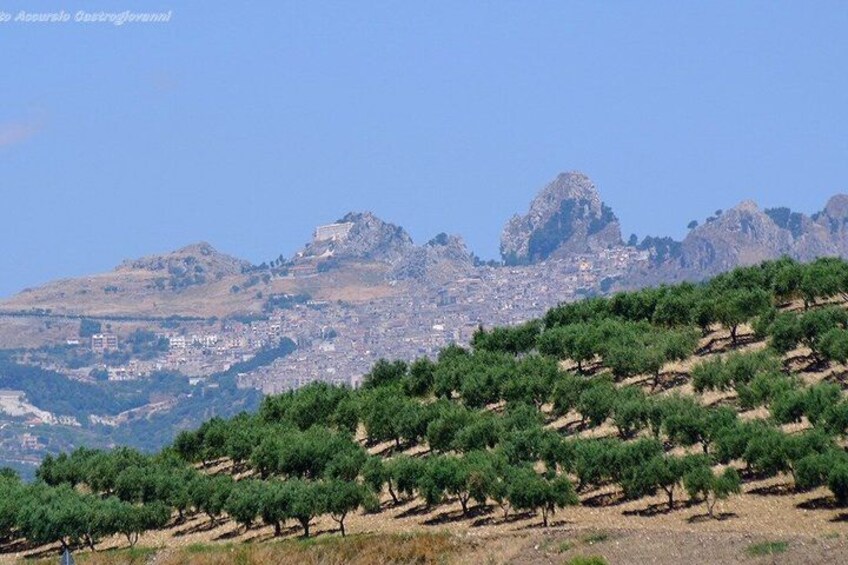 A landscape with olive groves and a city in the background. 4
