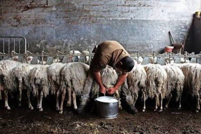 A person milking sheep in a barn. 3