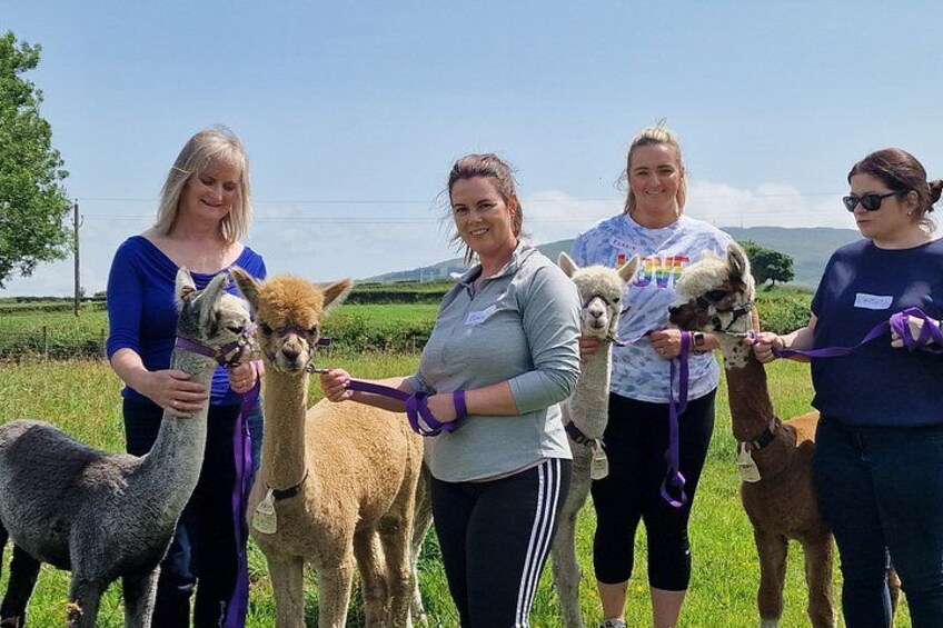 A group of people with alpacas in a grassy field. 3