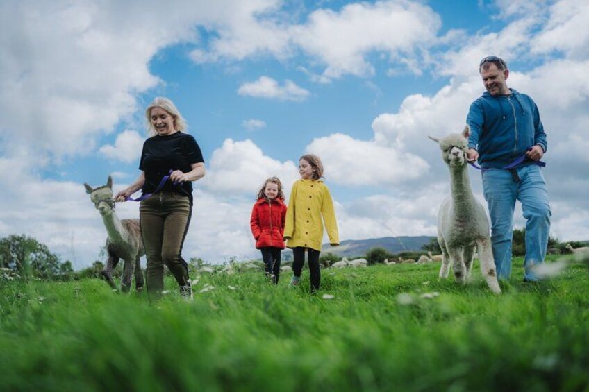 A family with a llama in a grassy field under a blue sky. 1