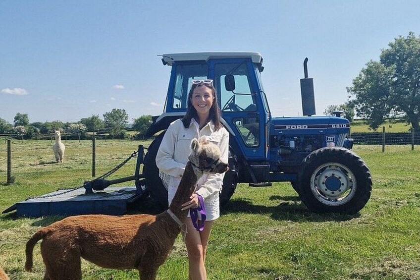 A person with a llama in a grassy field with a blue tractor in the background. 4