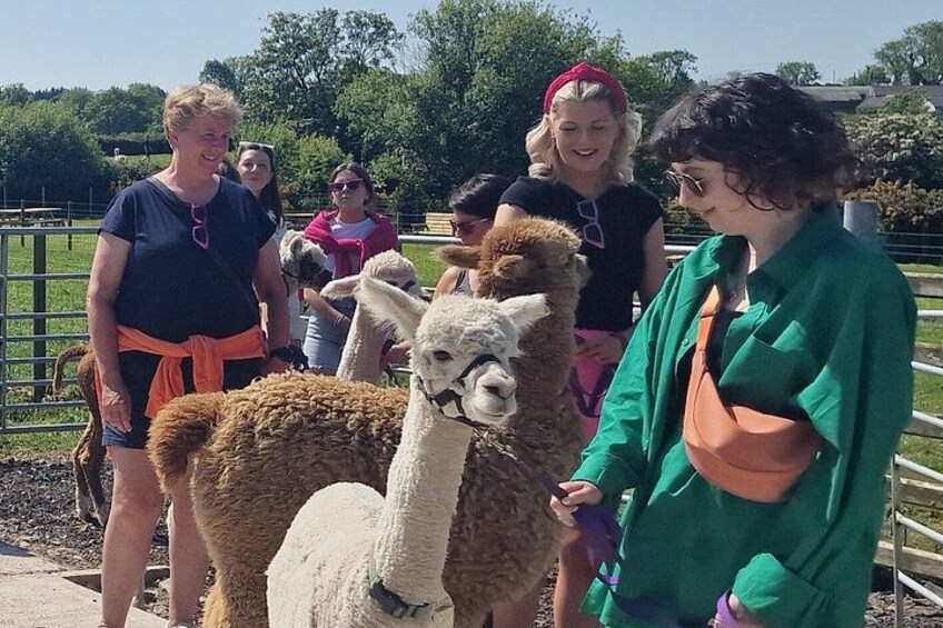 Alpaca Breeding Farm Talk n Trek with Refreshments 3
