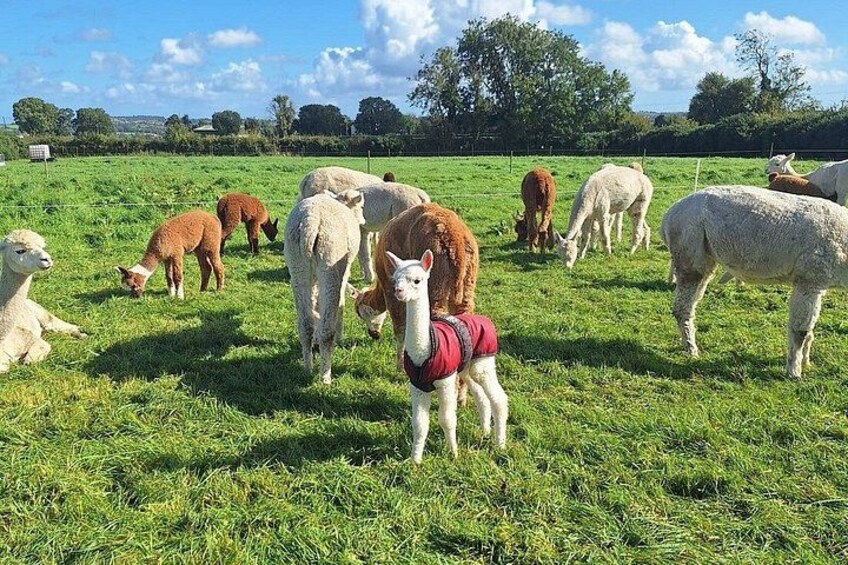Alpaca Breeding Farm Talk n Trek with Refreshments 4