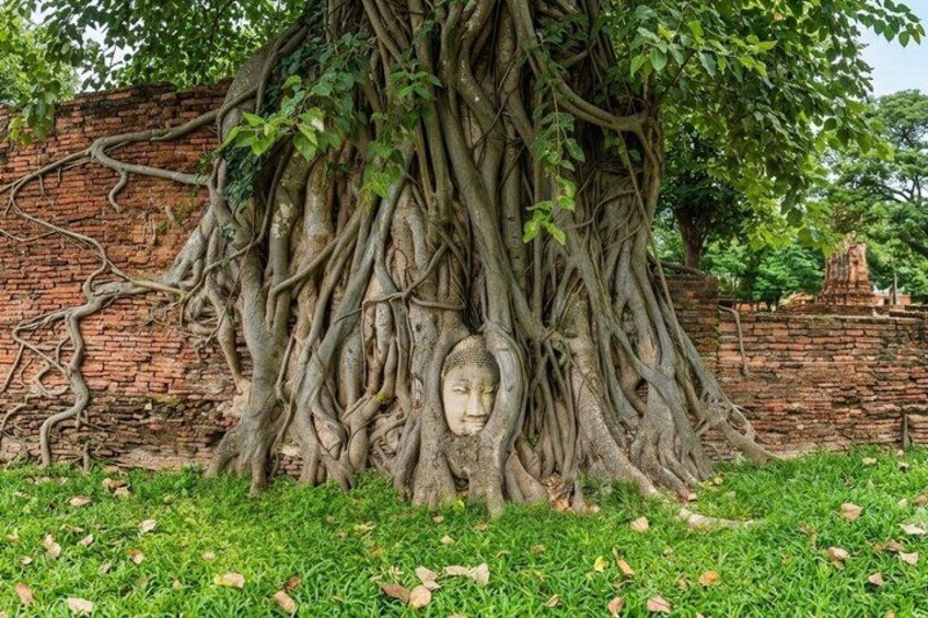 A large tree with extensive roots and a carved face at its base, set against a brick wall. 2