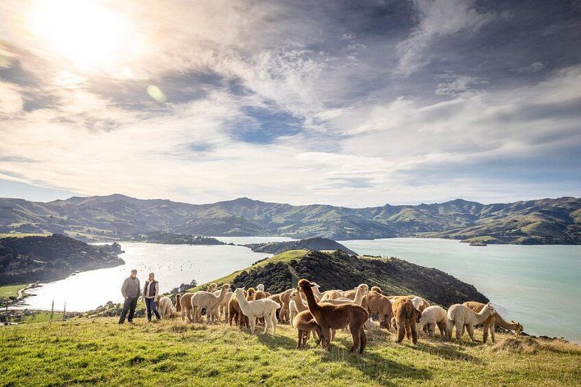 A herd of sheep on a grassy hillside overlooking a lake and mountains. 4