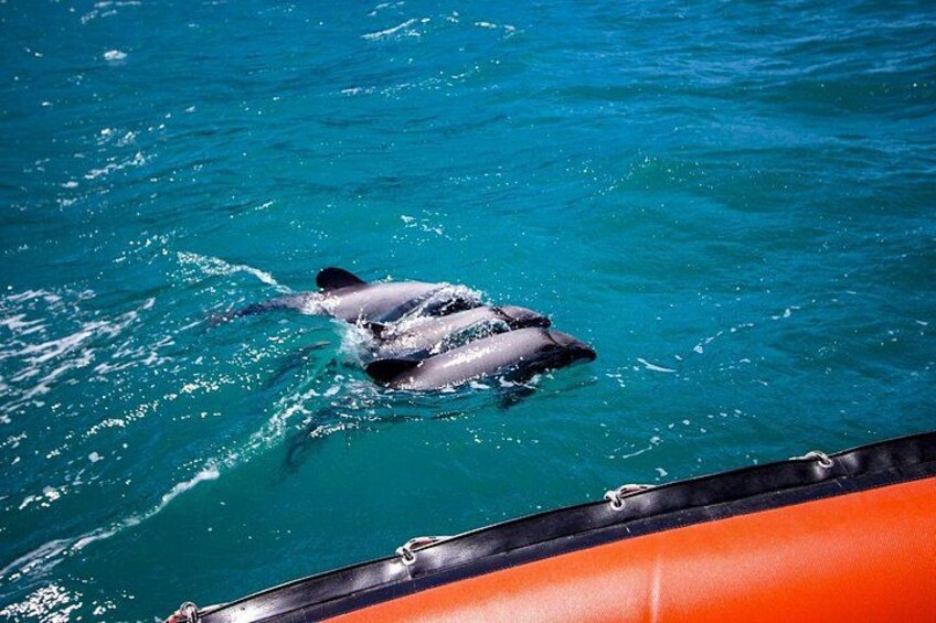 A dolphin swimming in clear blue water. 3
