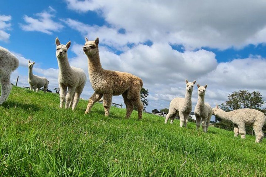 A herd of alpacas on a grassy hillside under a blue sky with clouds. 1