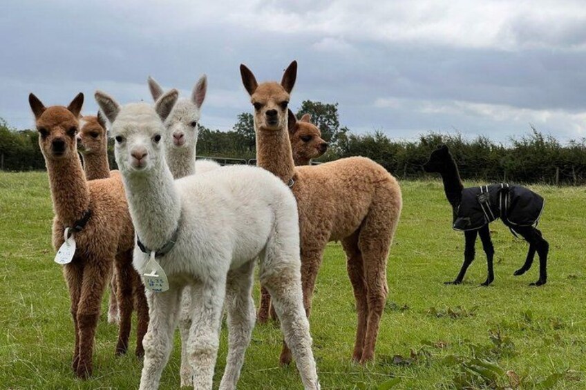 A group of alpacas in a grassy field with a cloudy sky. 3