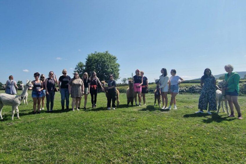 A group of people standing in a grassy field with a tree and a white llama in the background. 2
