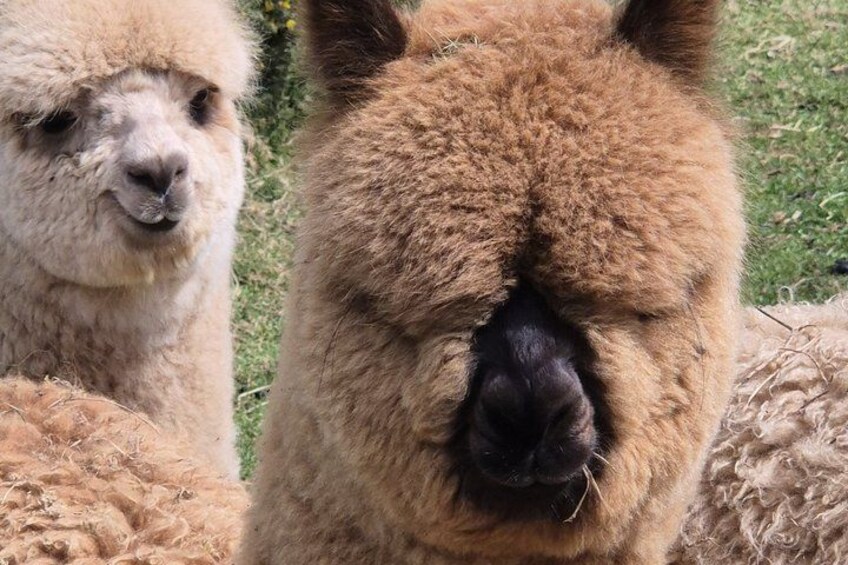 A close-up of a llama's face with a grassy background. 4
