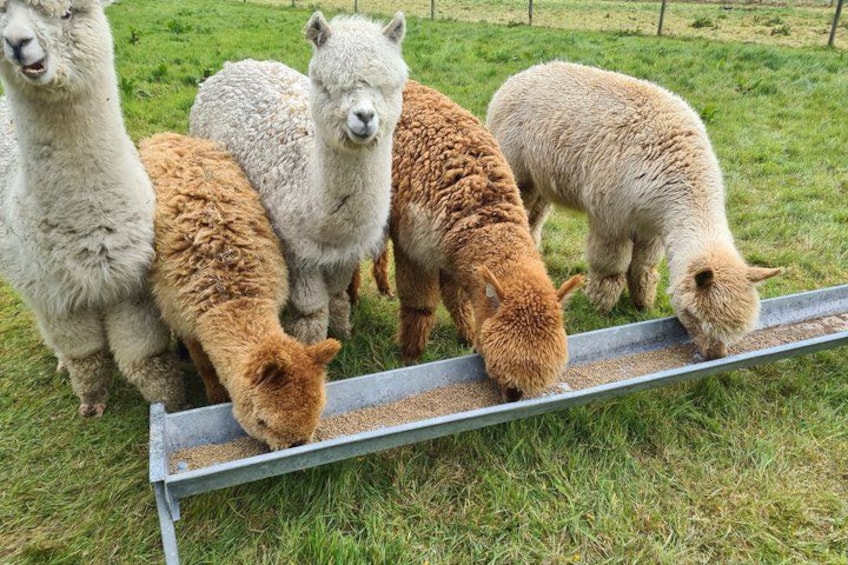 A group of alpacas feeding from a trough in a grassy field. 5