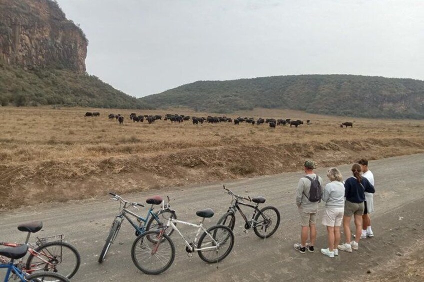 A group of people observing cattle on a dirt road with bicycles parked nearby. 1