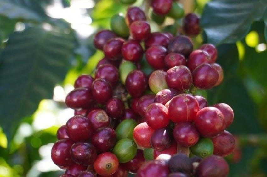 A cluster of coffee cherries in various stages of ripeness, hanging from a coffee plant. 4
