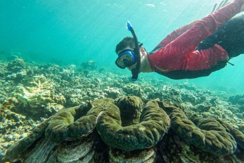 A diver in a red wetsuit exploring a coral reef. 1
