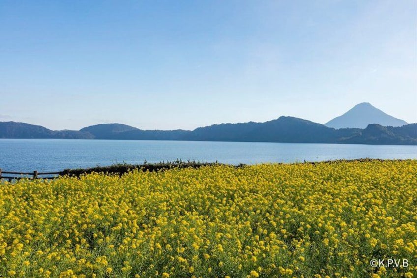A field of yellow flowers, a body of water, and distant mountains. 4