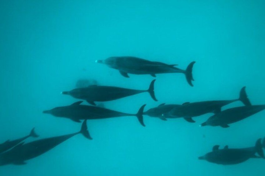 A school of dolphins swimming in the ocean. 3