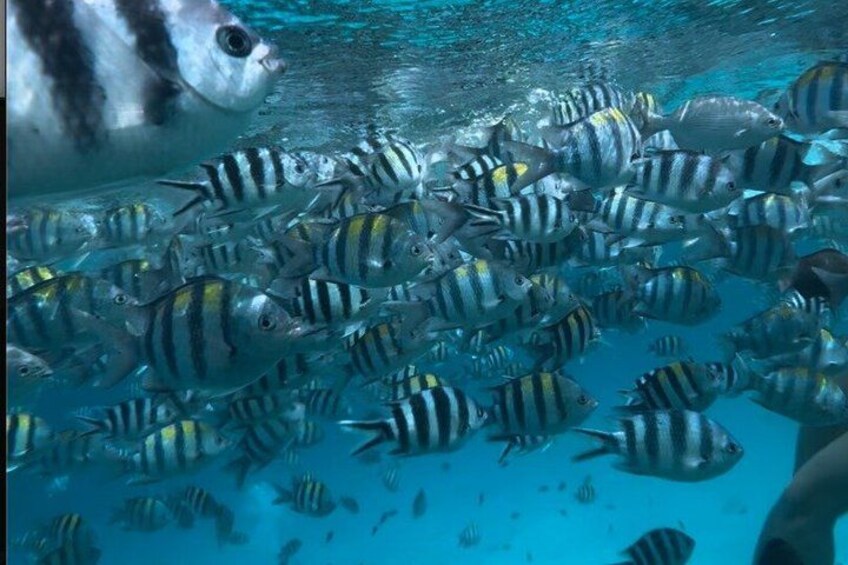 A school of striped fish swimming in clear blue water. 4