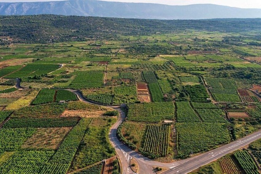 An aerial view of a vineyard with rows of grapevines, a winding road, and distant mountains. 1