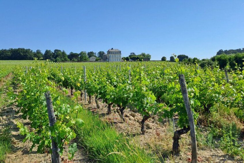 A vineyard with rows of grapevines, a building in the background, and a clear blue sky. 1