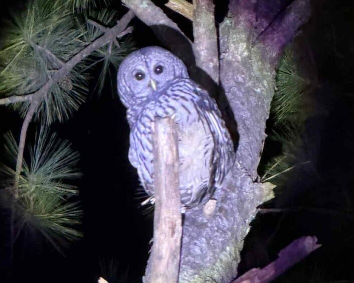 An owl perched on a tree branch. 3