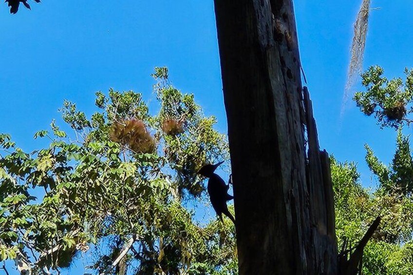 A large tree trunk, a bird perched on a branch, and green foliage against a clear blue sky. 5