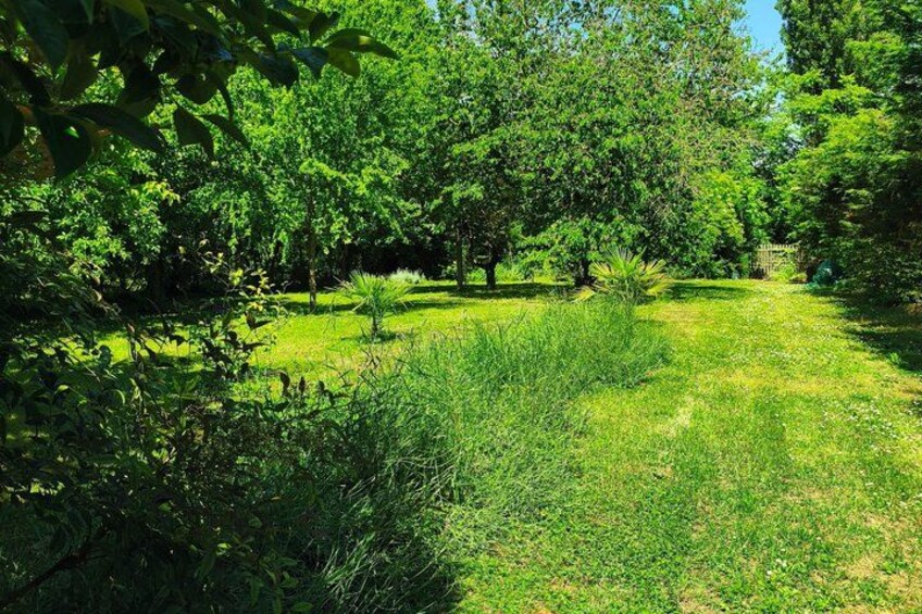 A lush garden with various trees and a well-maintained lawn. 4